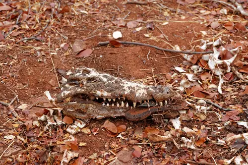 Southern Africa - Part7: Bumi Hills