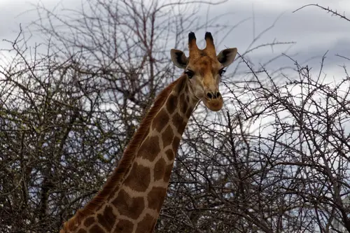 Southern Africa - Part8: Limpopo Valley - Mashatu