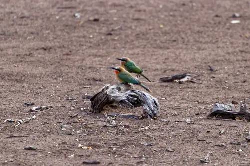 Southern Africa - Part8: Limpopo Valley - Mashatu