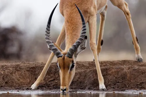 Southern Africa - Part8: Limpopo Valley - Mashatu