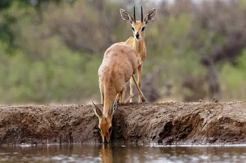 Southern Africa - Part8: Limpopo Valley - Mashatu