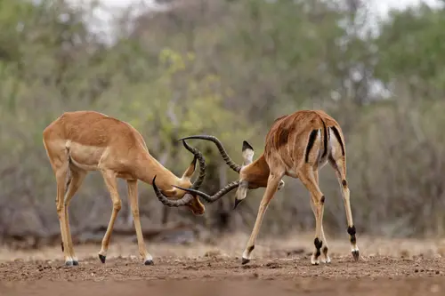 Southern Africa - Part8: Limpopo Valley - Mashatu
