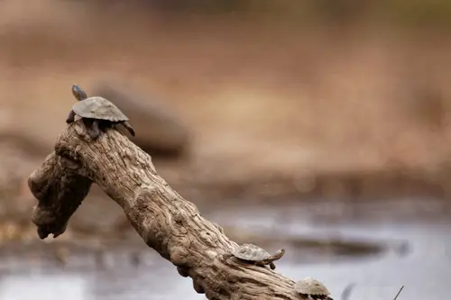 Southern Africa - Part8: Limpopo Valley - Mashatu
