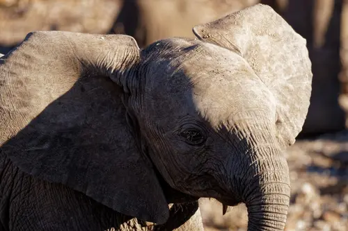 Southern Africa - Part8: Limpopo Valley - Mashatu