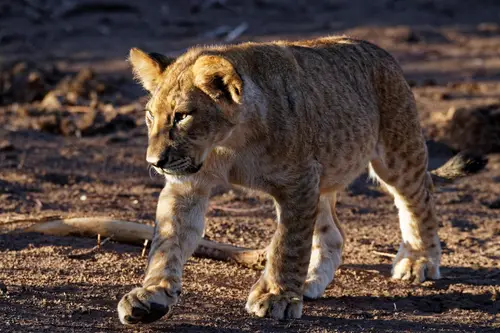Southern Africa - Part8: Limpopo Valley - Mashatu