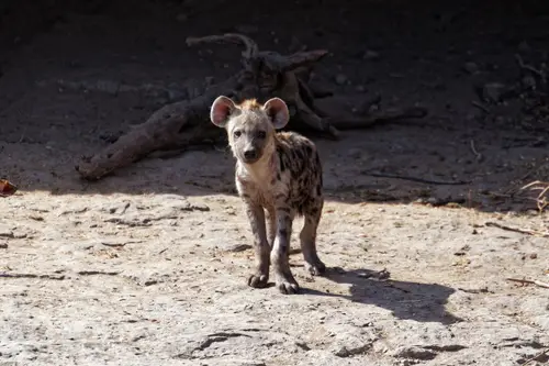 Southern Africa - Part8: Limpopo Valley - Mashatu