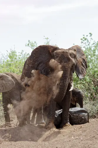 Southern Africa - Part8: Limpopo Valley - Mashatu