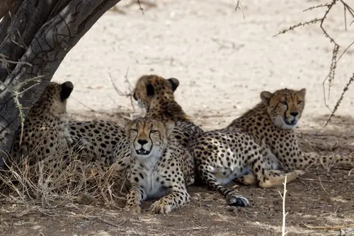 Southern Africa - Part8: Limpopo Valley - Mashatu