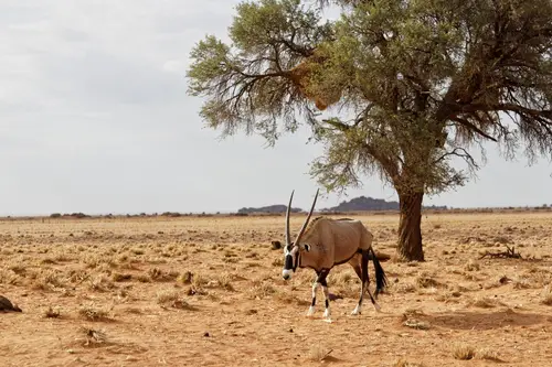 Southern Africa - Part3: Sossusvlei