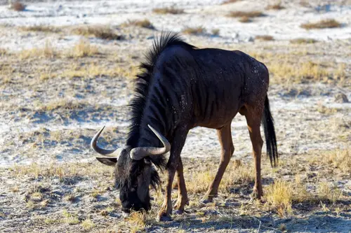 Southern Africa - Part4: Etosha National Park