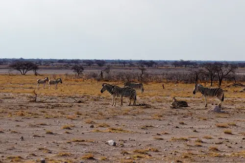Southern Africa - Part4: Etosha National Park