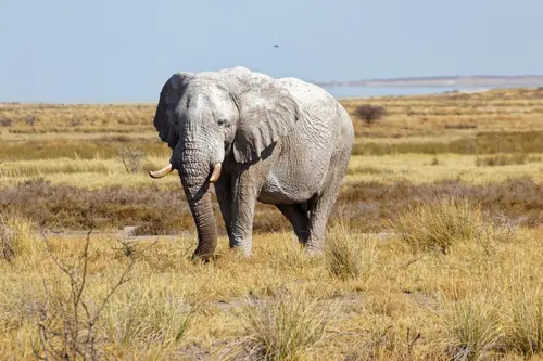 Southern Africa - Part4: Etosha National Park