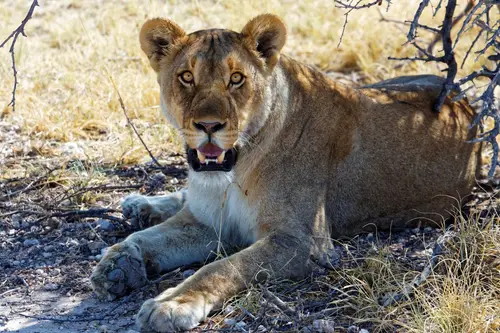 Southern Africa - Part4: Etosha National Park