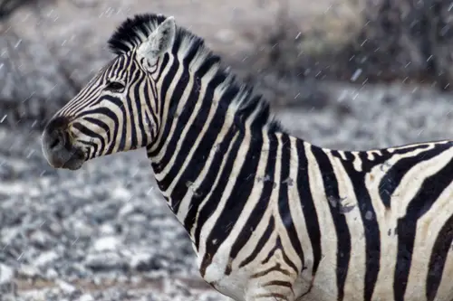 Southern Africa - Part4: Etosha National Park