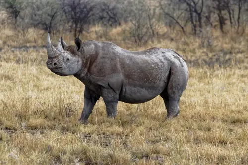 Southern Africa - Part4: Etosha National Park