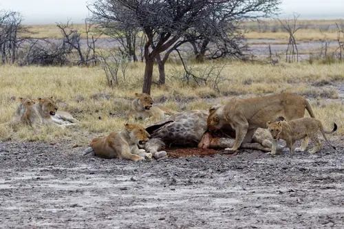 Southern Africa - Part4: Etosha National Park