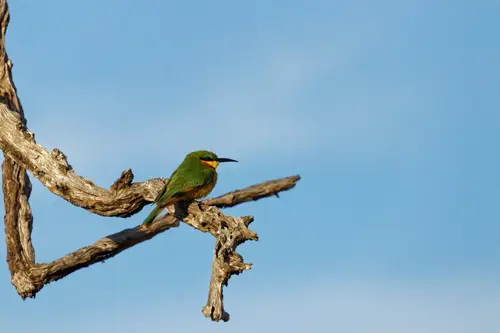 Southern Africa - Part5: Okavango Delta