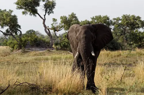 Southern Africa - Part5: Okavango Delta