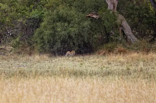 Southern Africa - Part5: Okavango Delta