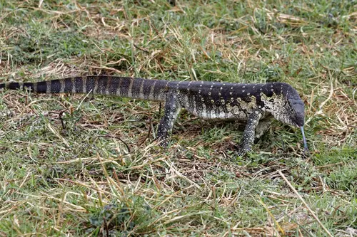 Southern Africa - Part5: Okavango Delta
