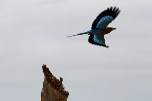 Southern Africa - Part5: Okavango Delta