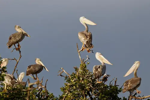 Southern Africa - Part5: Okavango Delta