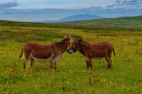 Ireland Part2 - Kerry