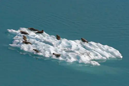 Alaska Floatplane Rating - Moose Pass