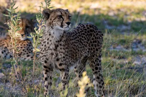 Southern Africa Reloaded - Part2: Botswana