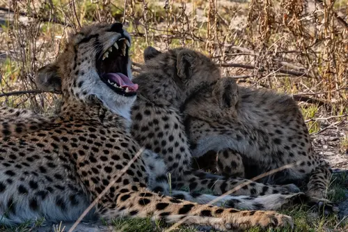 Southern Africa Reloaded - Part2: Botswana