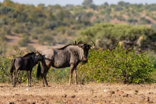 Southern Africa Reloaded - Part2: Botswana