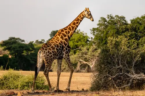 Southern Africa Reloaded - Part2: Botswana