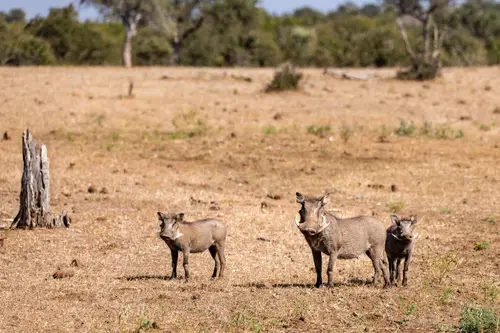 Southern Africa Reloaded - Part2: Botswana
