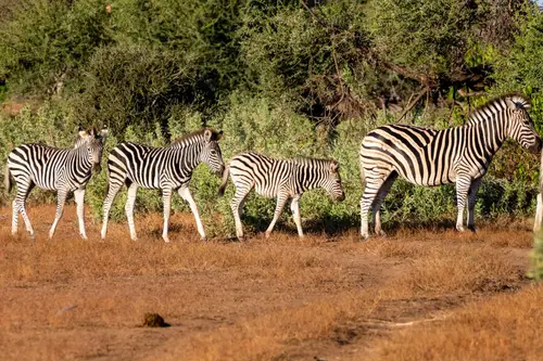 Southern Africa Reloaded - Part2: Botswana