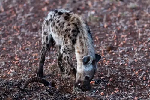 Southern Africa Reloaded - Part2: Botswana