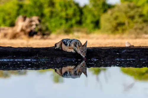 Southern Africa Reloaded - Part2: Botswana